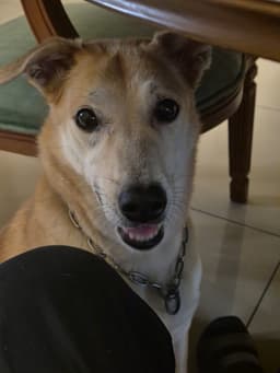 The original phone photo of the same dog